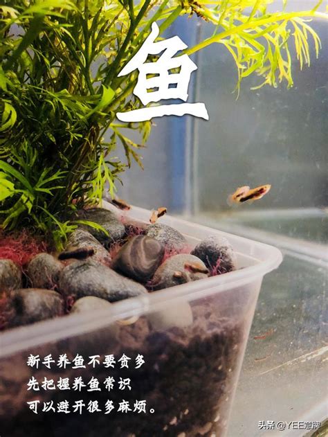 魚缸養幾隻魚|一個魚缸養多少魚合適，從風水學及科學的角度來告訴你！